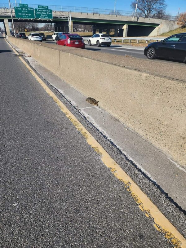 Man Discovers Mysterious Fluffy Creature on Busy Roadside – A Heart-pounding Rescue Tale-1