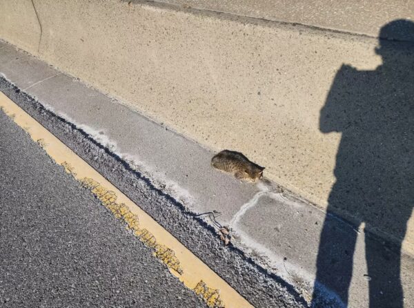 Man Discovers Mysterious Fluffy Creature on Busy Roadside – A Heart-pounding Rescue Tale-2