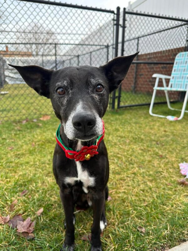 Man Discovers Terrified Abandoned Dog and Changes Her Fate Forever-1