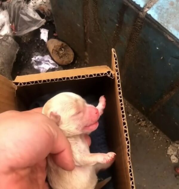 Man Discovers Unexpected Surprise in Discarded Box, Unveils a Heart-Tugging Tale-1