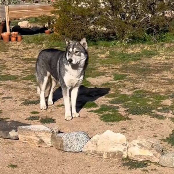 Un hombre confunde a un lobo salvaje con un visitante sorprendente: una historia de identidad equivocada y compasión-1