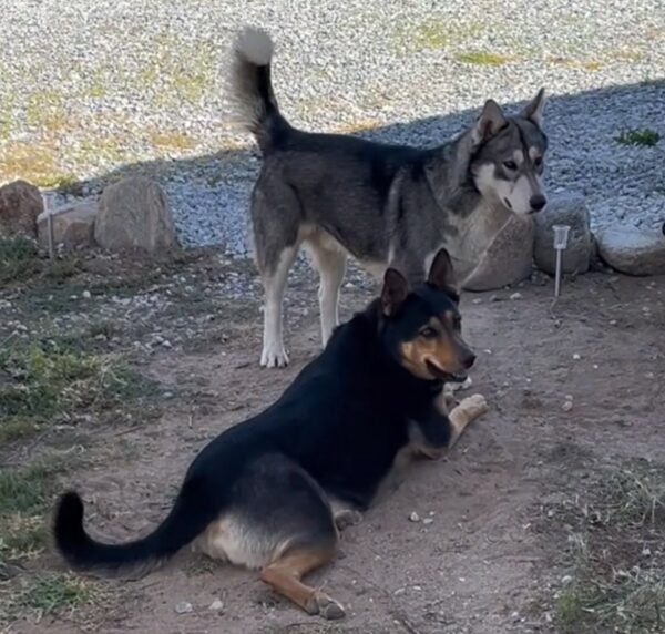 Un hombre confunde a un lobo salvaje con un visitante sorprendente: una historia de identidad equivocada y compasión-1