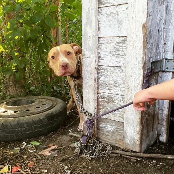 Man Stumbles Upon Heart-Tugging Scene: A Lonely Dog Tied Up Next Door!-1