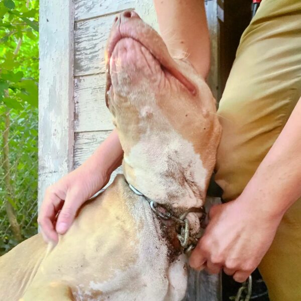 Man Stumbles Upon Heart-Tugging Scene: A Lonely Dog Tied Up Next Door!-2