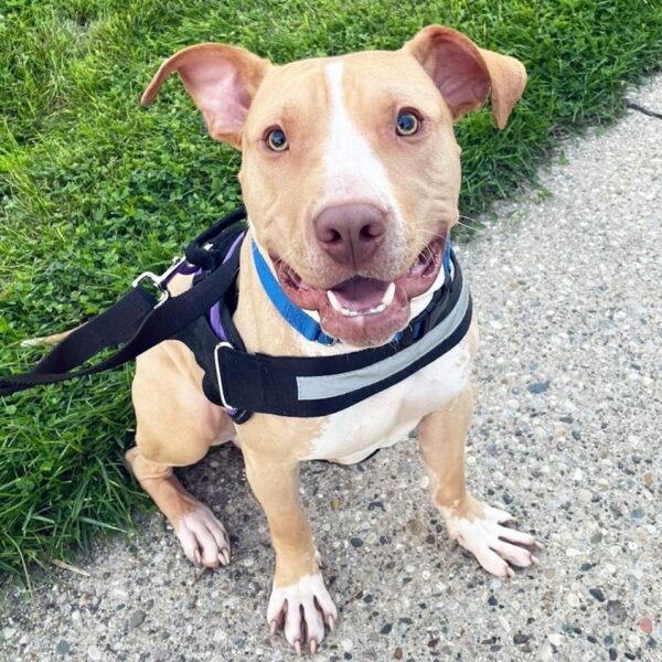 Man Stumbles Upon Heart-Tugging Scene: A Lonely Dog Tied Up Next Door!-5