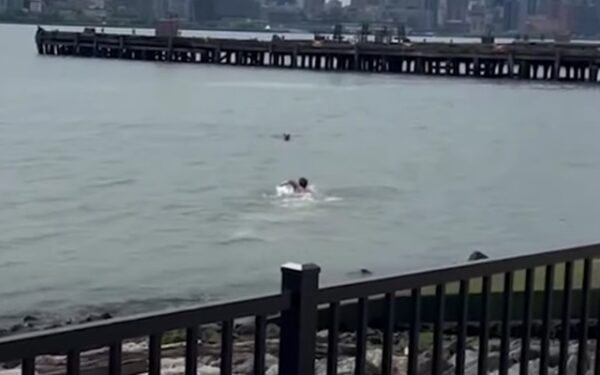 Man's Daring River Dive to Save Dog: A Tale of Unseen Bravery-1