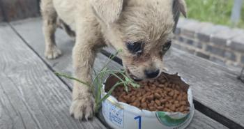 El encuentro inesperado de un hombre con un cachorro callejero provoca una transformación increíble-1