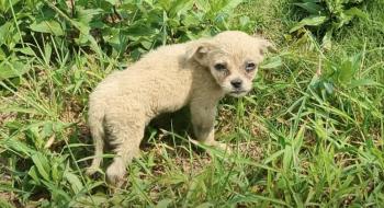 Man’s Unexpected Encounter with Stray Puppy Sparks Unbelievable Transformation-1