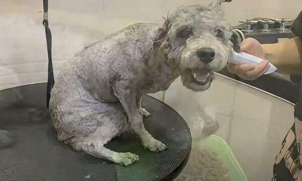 Man's Unexpected Encounter with Struggling Dog Leads to Unbelievable Transformation-1