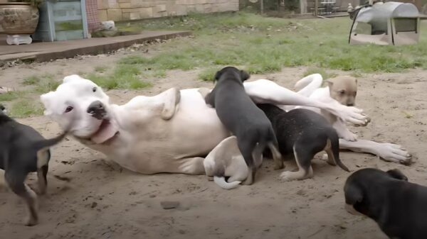 Meet The Determined Pup Who Became The Most Unlikely Foster Parent-1