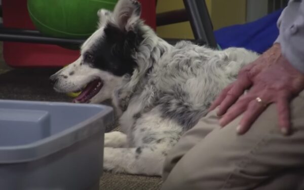 Meet the Dog Who Knows Over 1000 Words and Will Change How You See Pets Forever-1