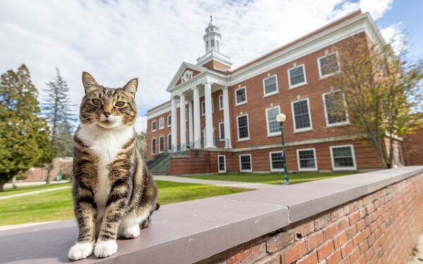 Meet the Feline Who Stole the Show at a University Graduation!-1