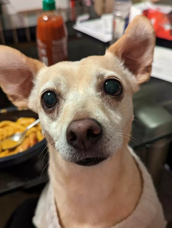 ¡Conoce al cachorro que convierte la electricidad estática en risas y amor!-1