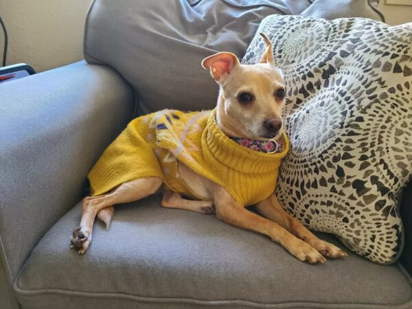 Meet the Pup Who Turns Static Electricity into Laughs and Love!-1