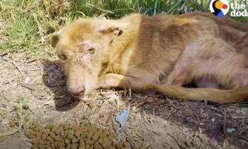 Miracle Mutt: Cómo un perro de tres patas encontró alegría y cambió de color después del rescate-1