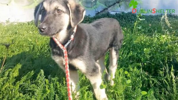 Milagro en la pradera: Cómo la difícil situación de un pequeño cachorro conmovió el corazón de una mujer-4