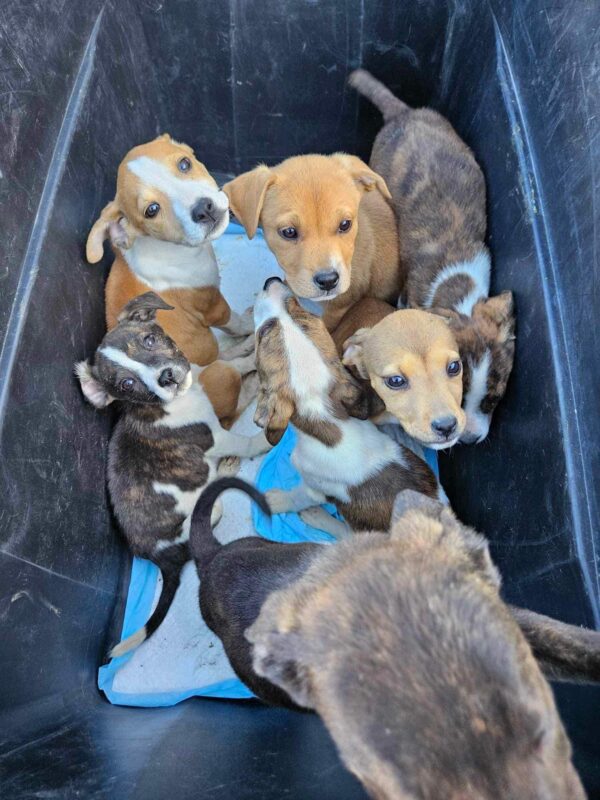 Rescate milagroso: excursionista descubre cachorros abandonados en un desierto remoto-1