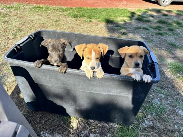 Miraculous Rescue: Hiker Discovers Abandoned Puppies in Remote Wilderness-1