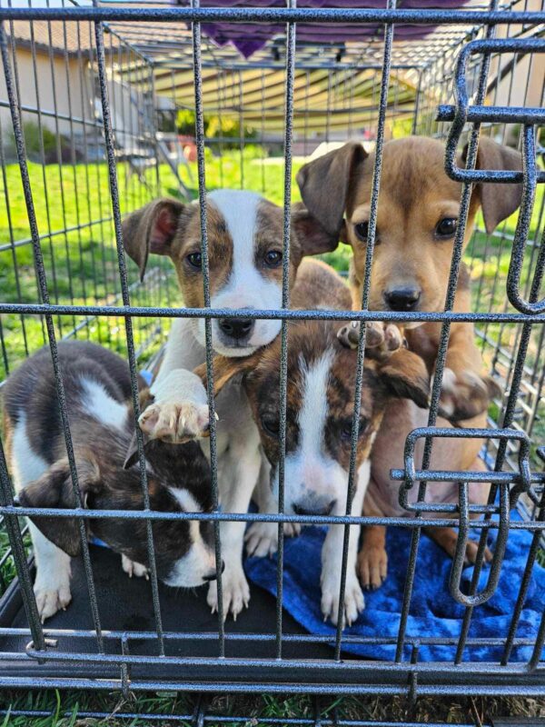 Rescate milagroso: excursionista descubre cachorros abandonados en un desierto remoto-1