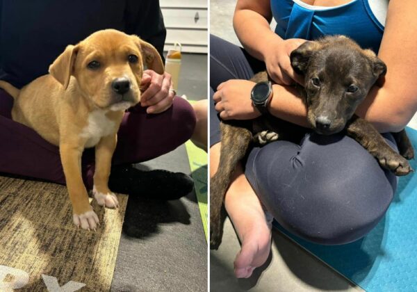 Miraculous Rescue: Hiker Discovers Abandoned Puppies in Remote Wilderness-1