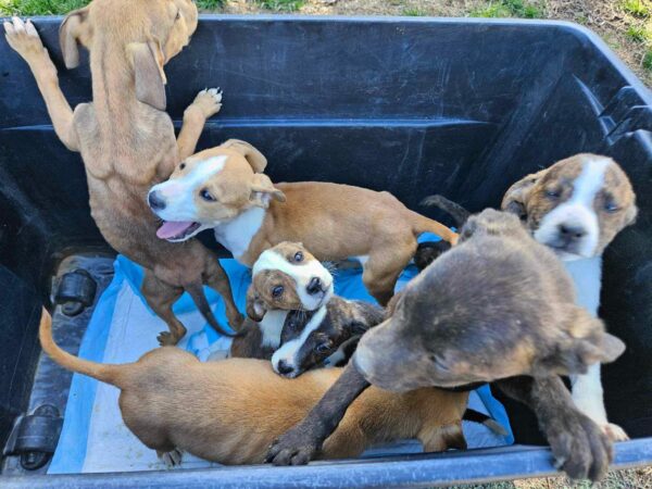 Rescate milagroso: excursionista descubre cachorros abandonados en un desierto remoto-1