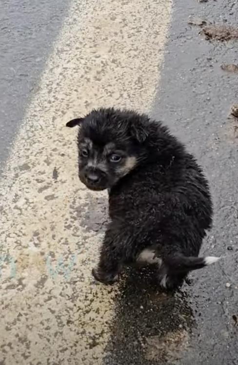 Mother Dog's Miraculous Dash Through Traffic to Save Her Pups-1