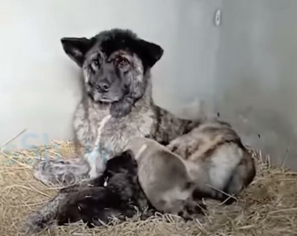 La milagrosa carrera de mamá perra a través del tráfico para salvar a sus cachorros-1