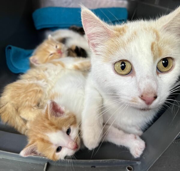 Un felino misterioso conduce a un descubrimiento inesperado: una tina llena de esperanza-1