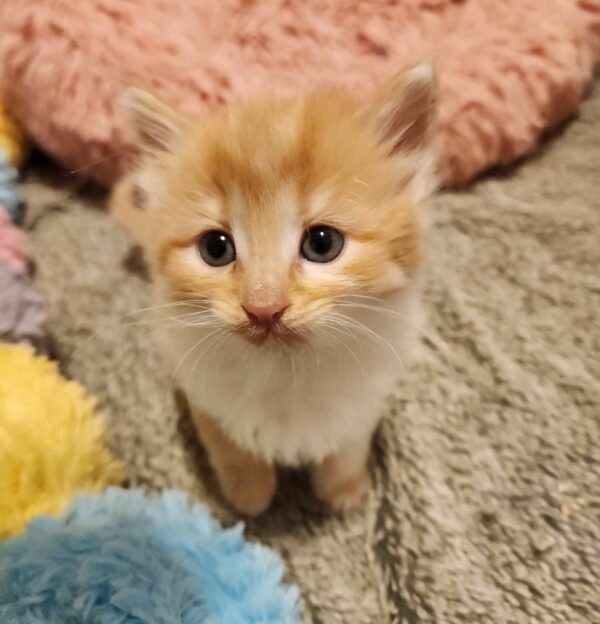 Un felino misterioso conduce a un descubrimiento inesperado: una tina llena de esperanza-1