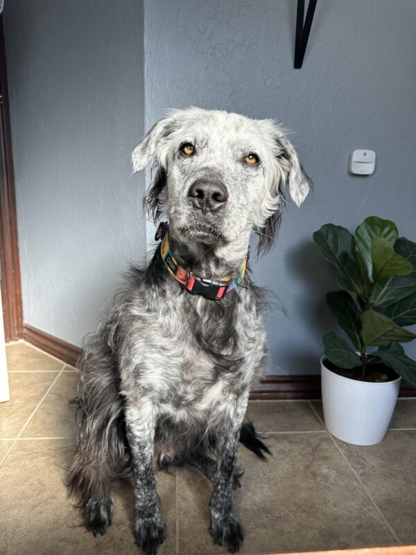 Transformación misteriosa: ¡Descubre cómo cambió de color el pelaje de este perro! -1