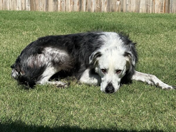 Mysterious Transformation: Discover How This Dog's Fur Changed Color!-1