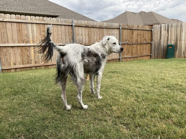 Transformación misteriosa: ¡Descubre cómo cambió de color el pelaje de este perro! -1