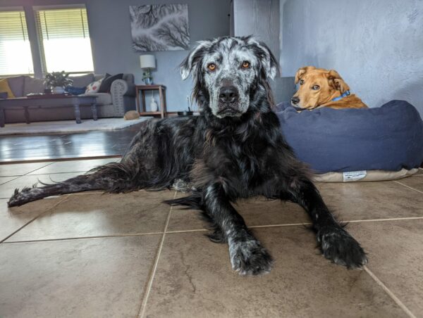 Transformación misteriosa: ¡Descubre cómo cambió de color el pelaje de este perro! -1