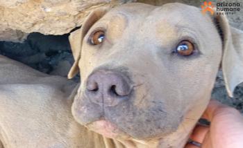 Los ojos ámbar de un perro misterioso condujeron a un milagroso rescate en la montaña-1
