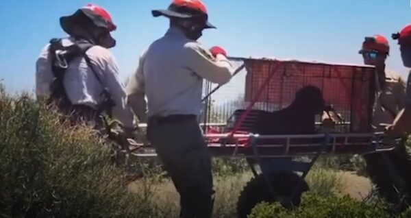 Misterio en las montañas: el encuentro inesperado del excursionista-4