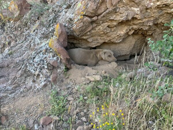 Misterio en las montañas: El increíble descubrimiento de los ojos de ámbar-1