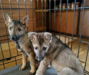 Mystery of Two Puppies: A Journey from Despair to Joy-1