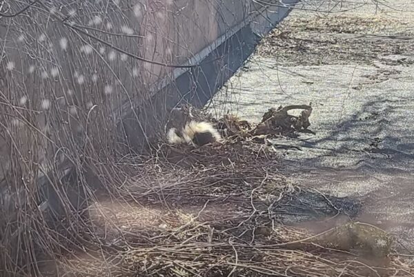 Misterio en la azotea: el descubrimiento inesperado que cautivó a un barrio-1