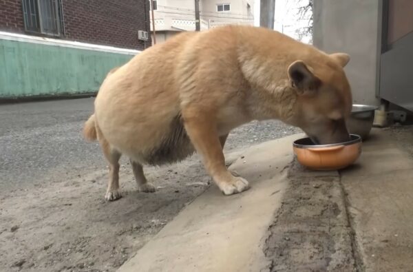 Misterio revelado: ¡La sorprendente verdad detrás del enorme vientre de un perro! -1