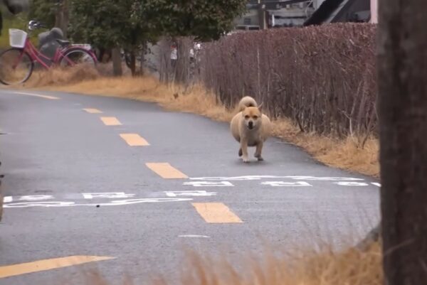 Misterio revelado: ¡La sorprendente verdad detrás del enorme vientre de un perro! -1