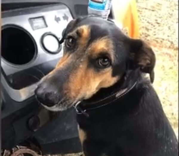 Misterio al descubierto: Lo que te sorprenderá un perro descubierto en el bosque-1