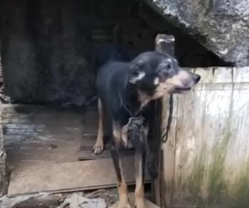 Una vez encadenado durante 7 años, la notable transformación de este perro te dejará sin palabras-1