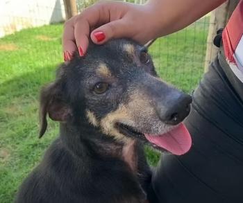 Una vez encadenado durante 7 años, la notable transformación de este perro te dejará sin palabras-1