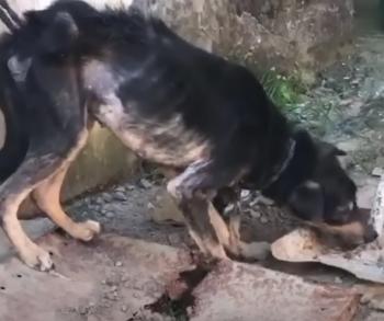 Una vez encadenado durante 7 años, la notable transformación de este perro te dejará sin palabras-1