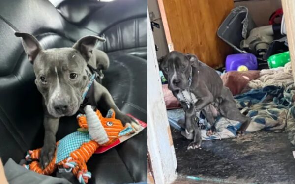 Pitbull's Emotional Journey from Shelter to Luxury Send-Off-1