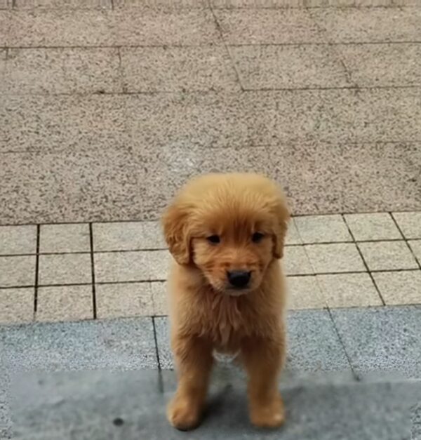 Cachorro en peligro: el dramático rescate y recuperación de un pequeño callejero-1