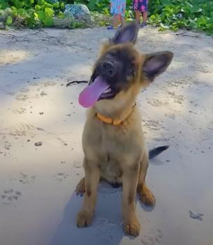 Cachorro supera la ceguera y cambia su destino: un giro emocional de los acontecimientos-3