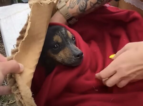 Cachorro rescatado de una caja de cartón empapada encuentra la casa de sus sueños-1