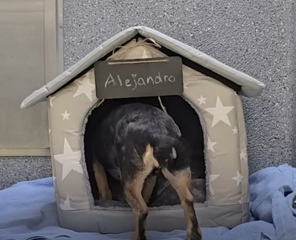 Puppy Rescued from Drenched Cardboard Box Finds a Dream Home-1