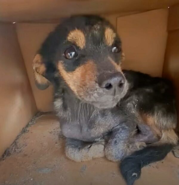 Cachorro rescatado de una caja de cartón empapada encuentra la casa de sus sueños-1